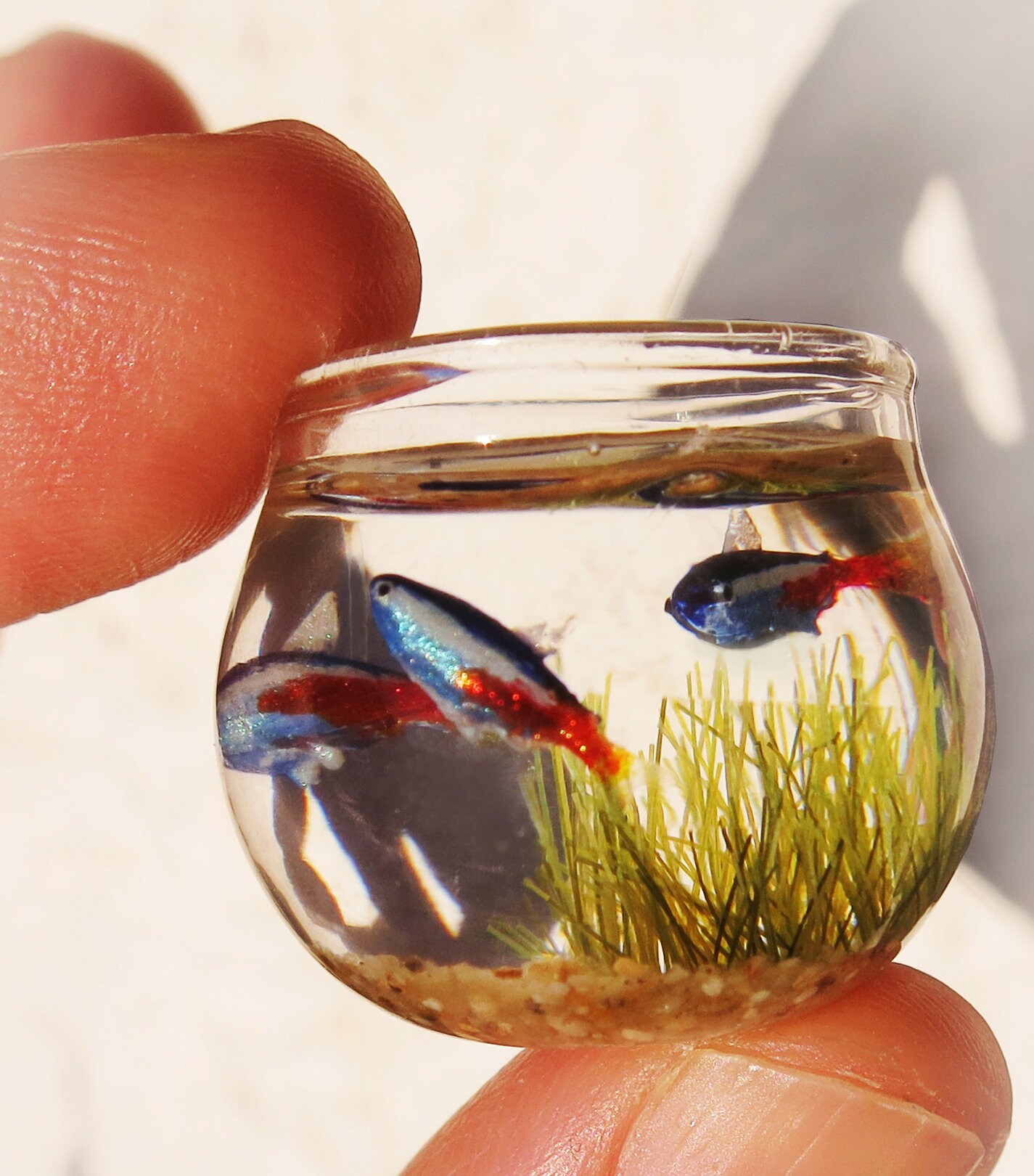 Miniature fish bowl with 3 neon tetra fish the seahorse stand Etsy