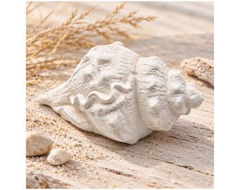 Seashell Latex Mold for Concrete Raysin Keraflott, Coastal Garden Summer Decor Casting Mold approx. 7 x 14 cm, Handmade in Germany