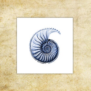 Nautilus blue seashell Temporary tattoo Set of 2 image 2