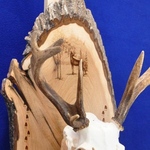 European Mount Board ~ Deer Mount Board ~ European Mount ~ Deer Skull Mount ~ Gift For Hunter ~ Antler Mount ~ Antler Plaque ~ Deer Hunting