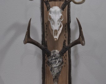 May include: Two deer skulls mounted on a wooden plaque with a camouflage pattern. The top skull is white and the bottom skull is covered in a camouflage pattern.