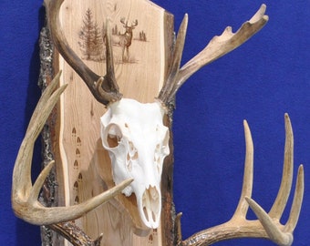 May include: Two white deer skulls mounted on a wooden plaque with a brown bark edge. The plaque has an engraved design of trees and deer tracks.