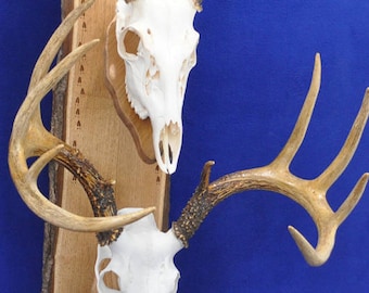 May include: Two deer skull mounts with large antlers are displayed on a wooden plaque. The plaque has a natural edge and is decorated with a deer and tree scene, and a leaf design. The background is a solid blue.