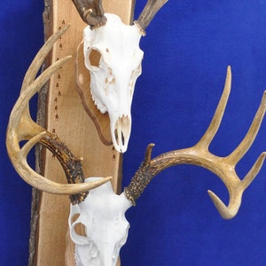 Deer Hunting, European Skull Mount Plaque, Deer Skull Mount, Gift For Hunter, Double Skull Mount, Deer Hunting Gift, Bow Hunting, Antlers