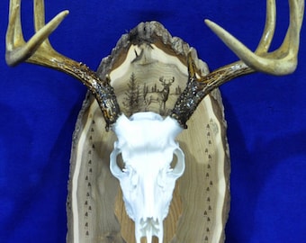 Deer Hunting Mount ~ Hunting Gift ~ Deer Hunting ~ Deer Skull ~ Gift For Hunter ~ Antler Mount ~ Antler Plaque ~ Husband Gift ~ Hunting ~