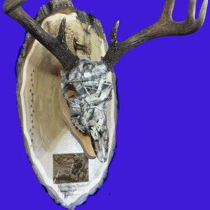 Hunting Gift European Mount Engraved Photo Deer Hunting Deer Skull Mount Gift For Hunter Antler Mount Antler Plaque Hunting image 1