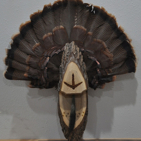 Turkey Fan Mount Etsy