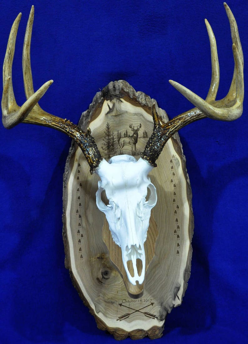 Deer Hunting Mount Hunting Gift Deer Hunting Deer Skull Gift For Hunter Antler Mount Antler Plaque Husband Gift Hunting image 4