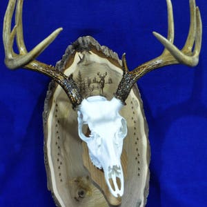 Deer Hunting Mount Hunting Gift Deer Hunting Deer Skull Gift For Hunter Antler Mount Antler Plaque Husband Gift Hunting image 5