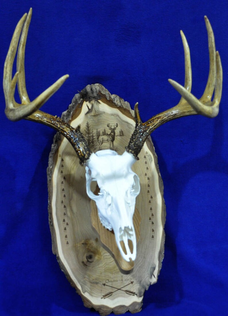 Deer Hunting Mount Hunting Gift Deer Hunting Deer Skull Gift For Hunter Antler Mount Antler Plaque Husband Gift Hunting image 5