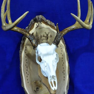 Deer Hunting Mount Hunting Gift Deer Hunting Deer Skull Gift For Hunter Antler Mount Antler Plaque Husband Gift Hunting image 2