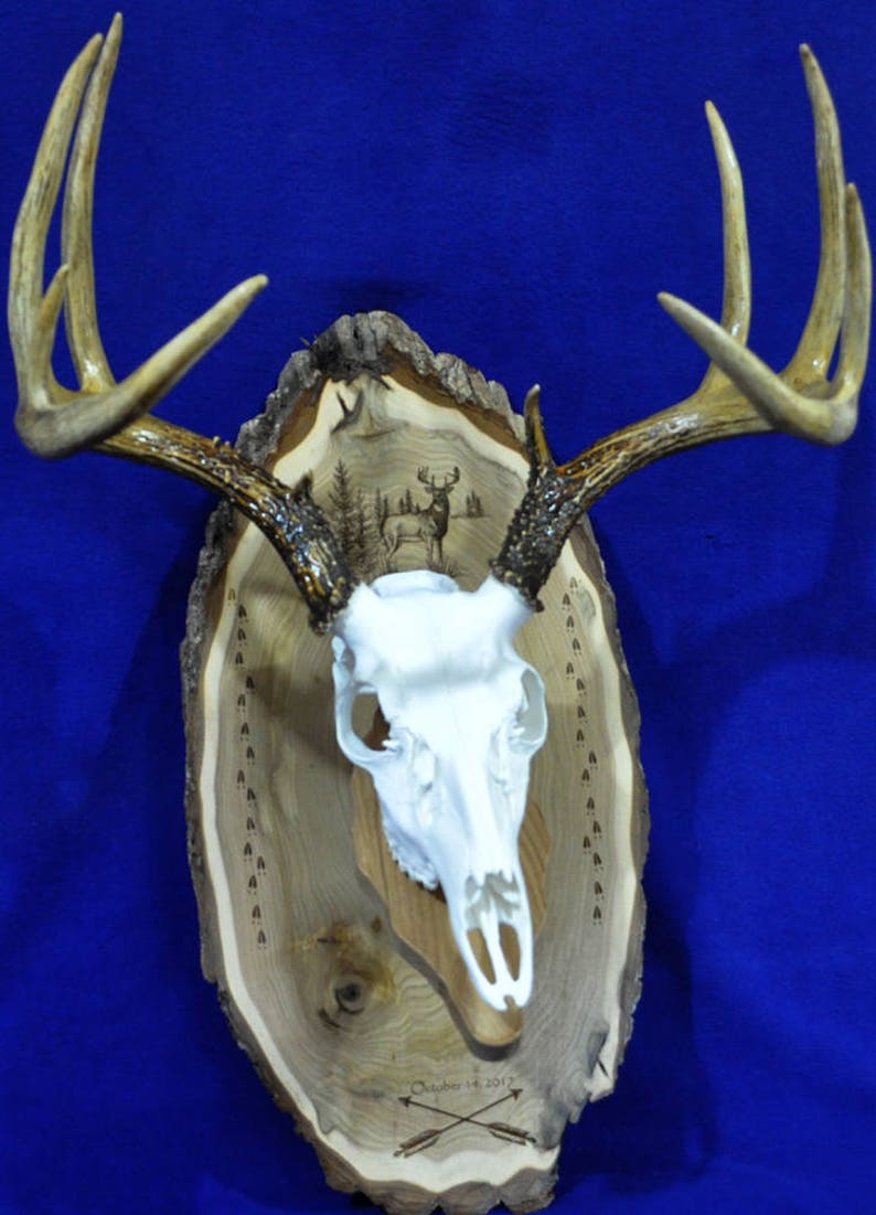 Deer Hunting Mount Hunting Gift Deer Hunting Deer Skull Gift For Hunter Antler Mount Antler Plaque Husband Gift Hunting image 2