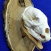 see more listings in the Hunting*Fishing*Wildlife section