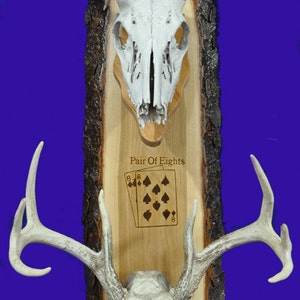 Deer Hunting ~ European Mount Plaque ~ Deer Skull Mount ~ Gift For Hunter ~ Antler Mount ~ Antler Plaque ~ Deer Hunting Gift ~ European Deer