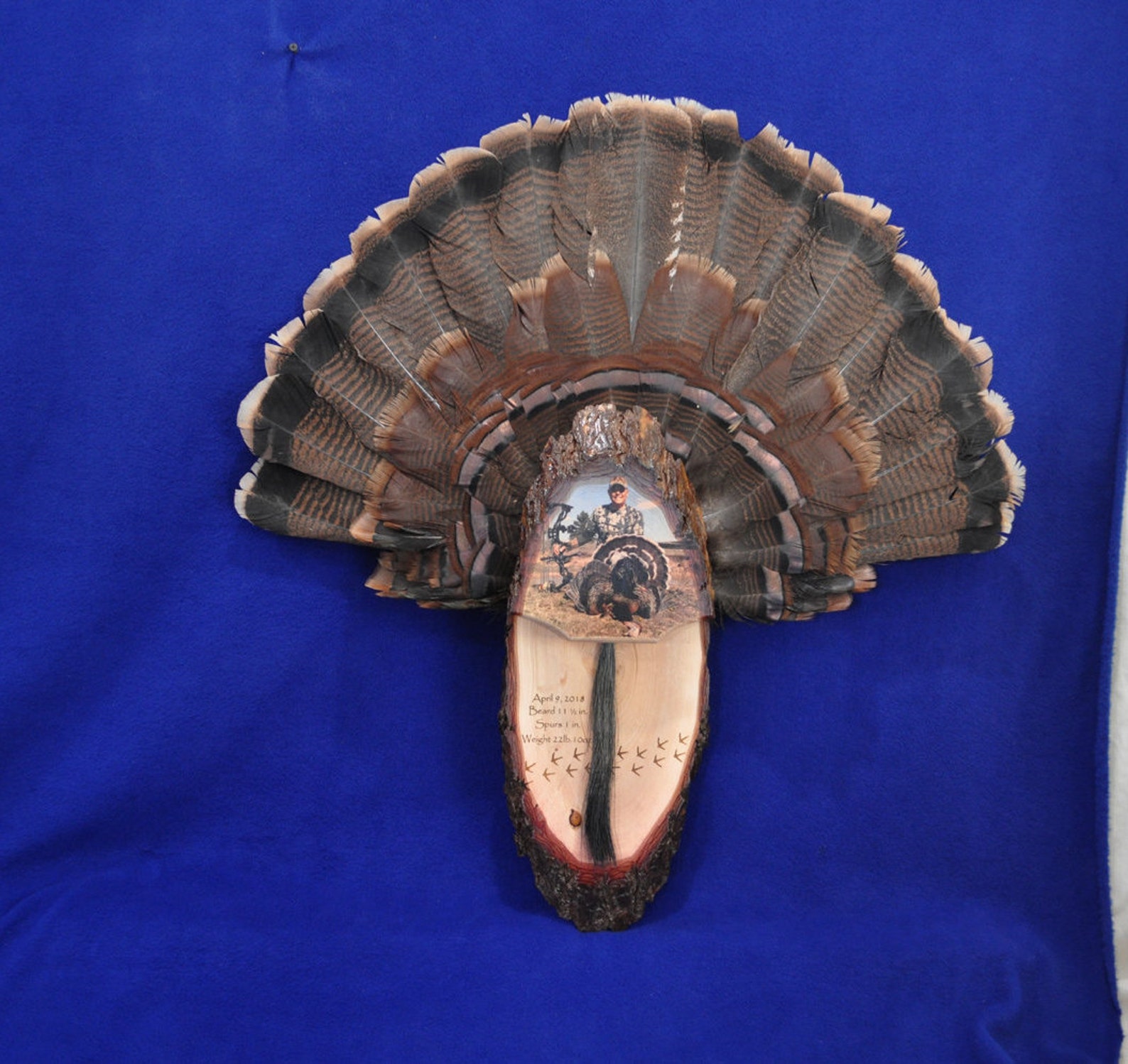 Turkey Fan Mount / Turkey Fan With Photo / Turkey Hunting / Etsy
