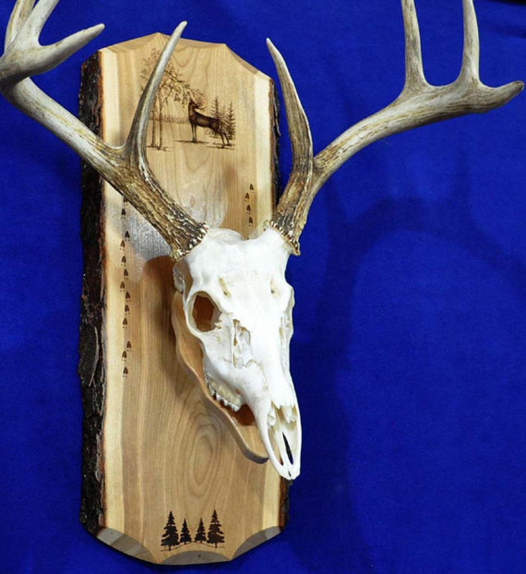 駿*か様 蝦夷鹿hunting trophy（deer skull）2025 駿*か様 蝦夷鹿hunting trophy（deer skull）2025