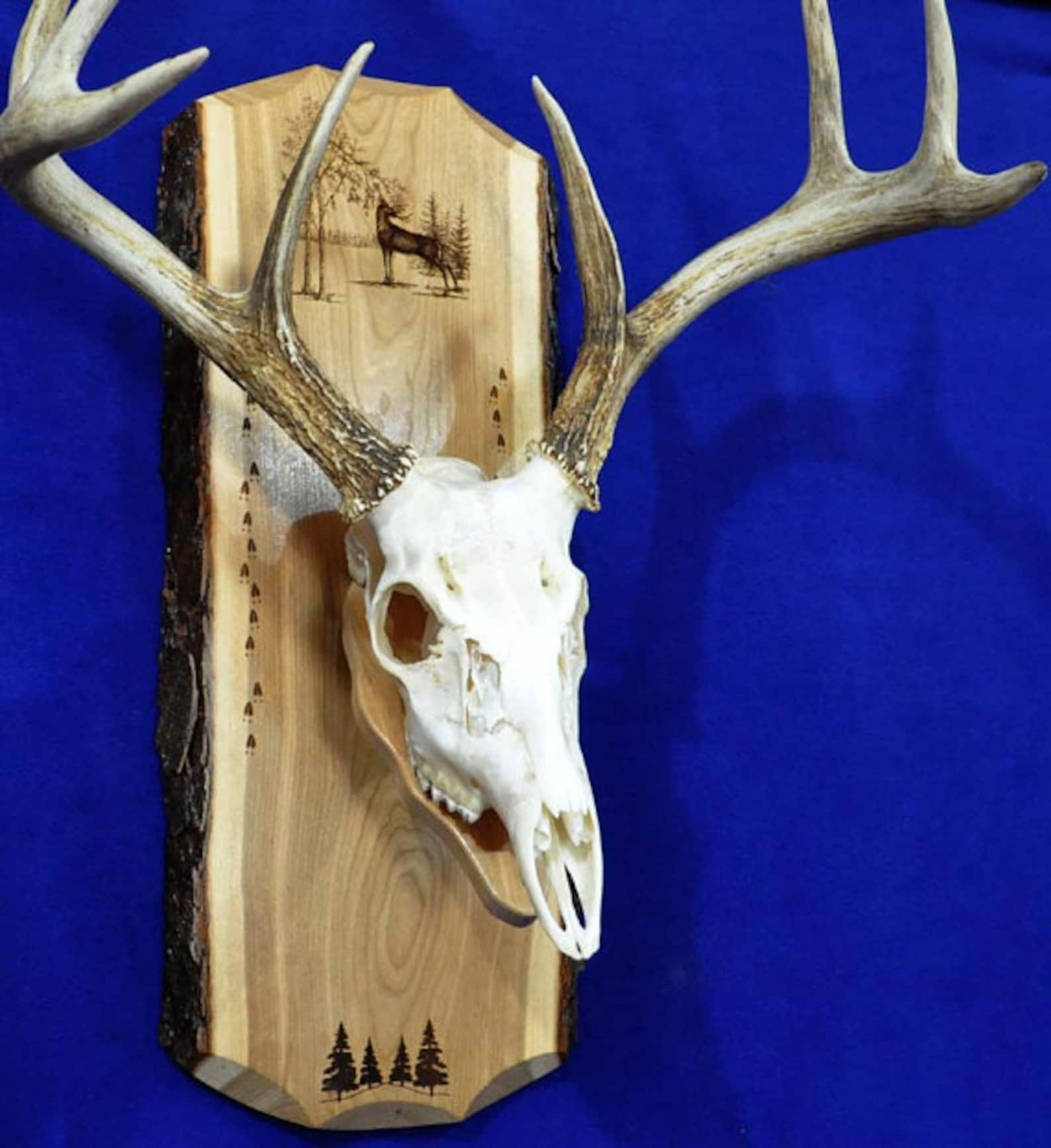 hunting-european-mount-plaque-deer-hunting-deer-skull-etsy