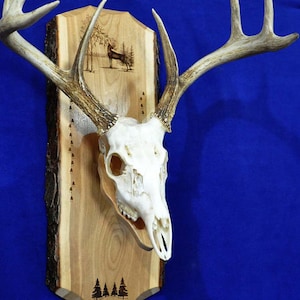 Hunting. European Mount Plaque. Deer Hunting. Deer Skull Mount. Gift For Hunter. Antler Mount. Antler Plaque. Deer Hunting Gifts. Deer