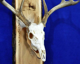 Hunting. European Mount Plaque. Deer Hunting. Deer Skull Mount. Gift For Hunter. Antler Mount. Antler Plaque. Deer Hunting Gifts. Deer