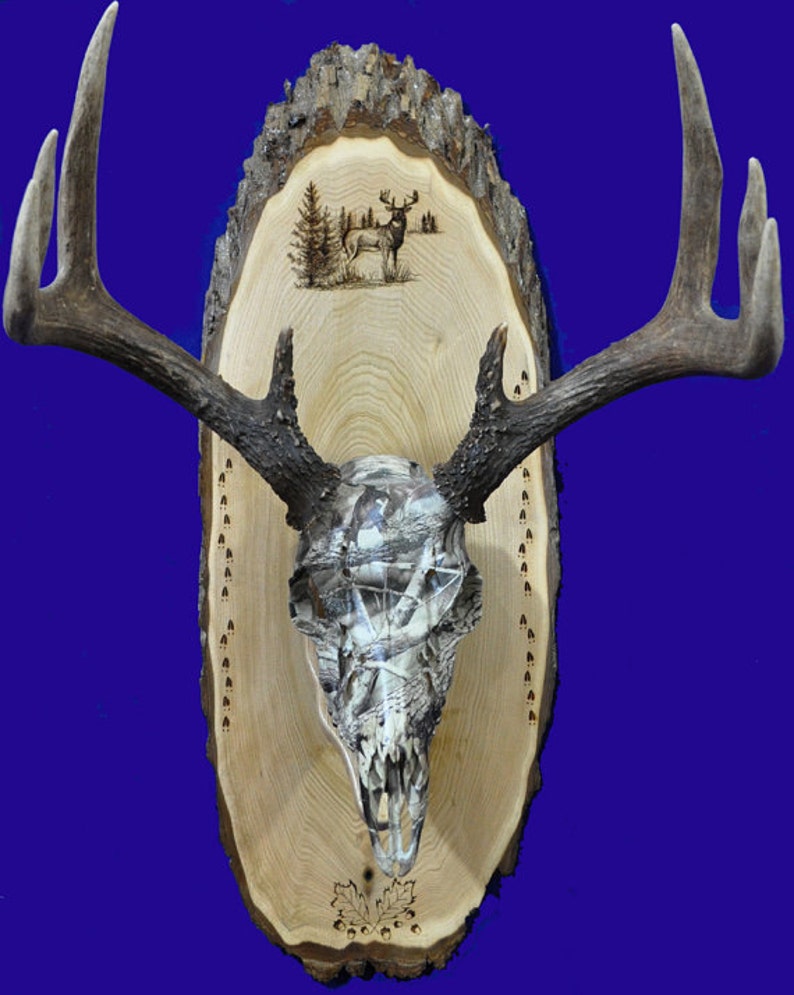 Hunting Gift European Mount Deer Hunting Deer Skull Mount Gift For Hunter Antler Mount Antler Plaque Husband Gift Deer Hunt image 1