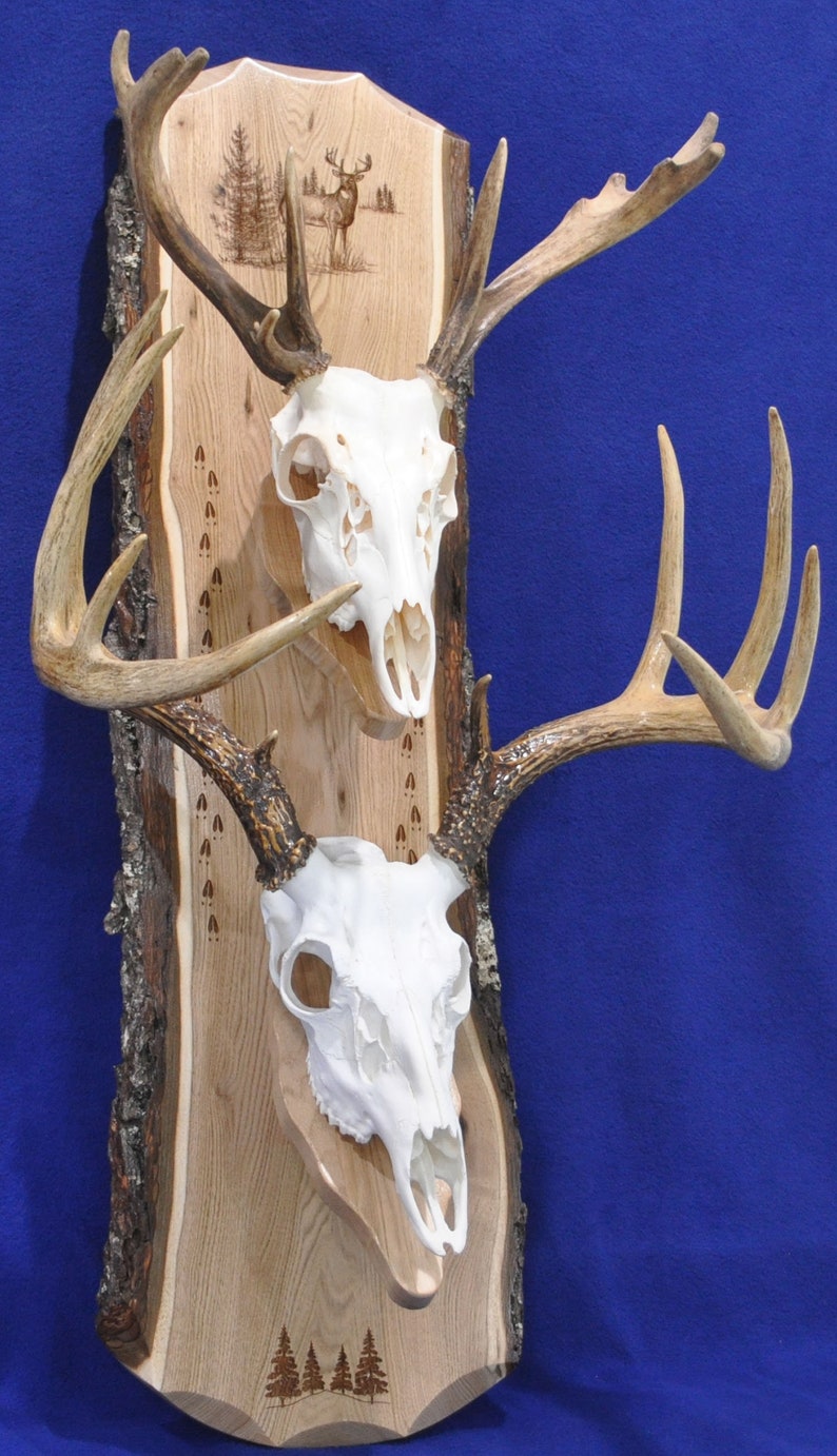 Deer Hunting Mount Deer Mount Plaque European Mount Plaque Etsy