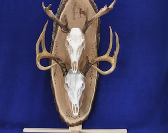 May include: Two white deer skulls mounted on a wooden plaque with a carved forest scene. The plaque is oval shaped and has a natural wood finish. The skulls are mounted with antlers.