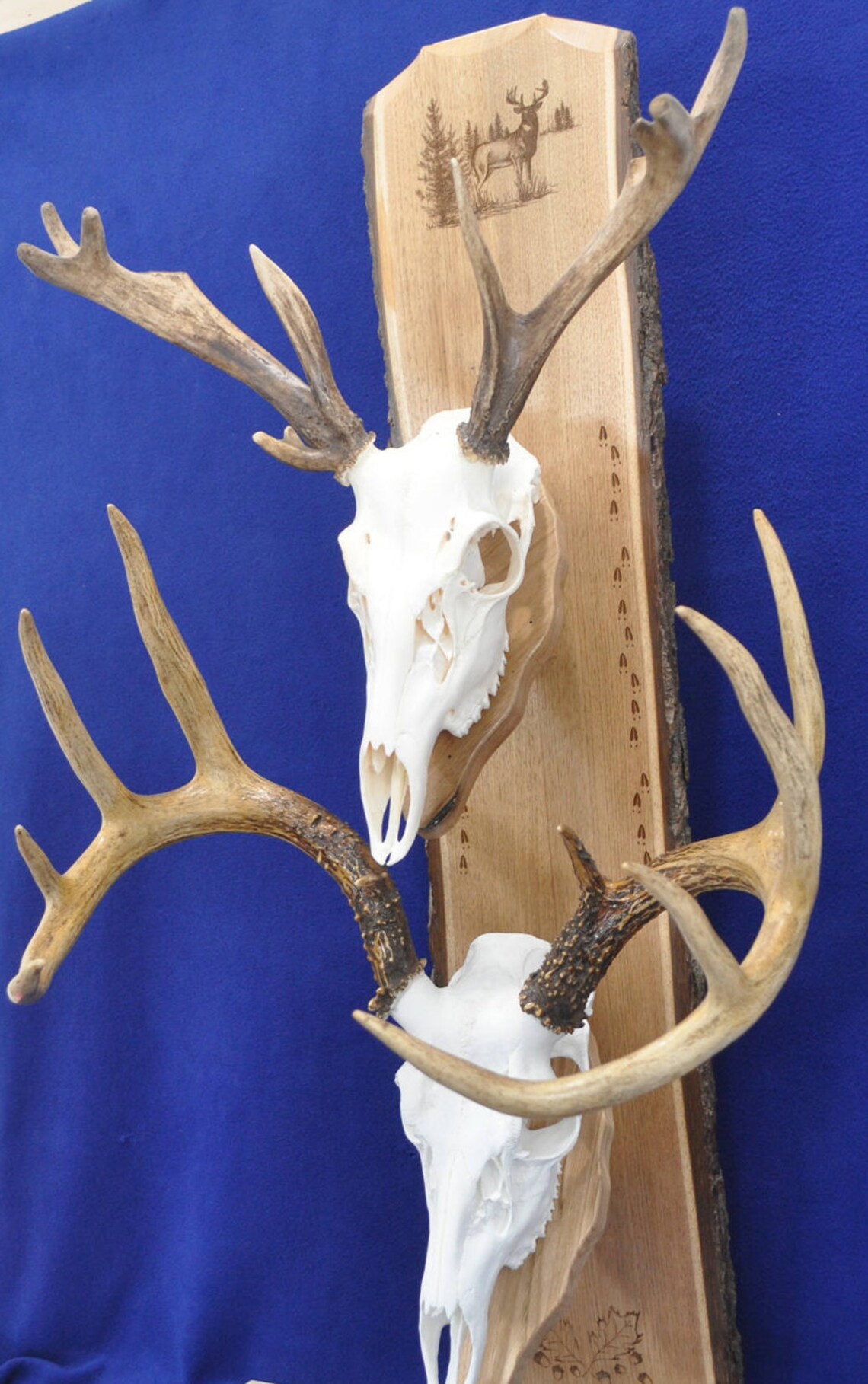 Deer Mount Plaque European Mount Plaque Deer Skull Mount Etsy