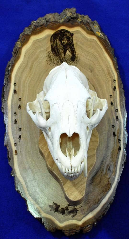 Taxidermy Supplies EUROPEAN BEAR SKULL MOUNT KIT PLAQUE HANDCRAFTED