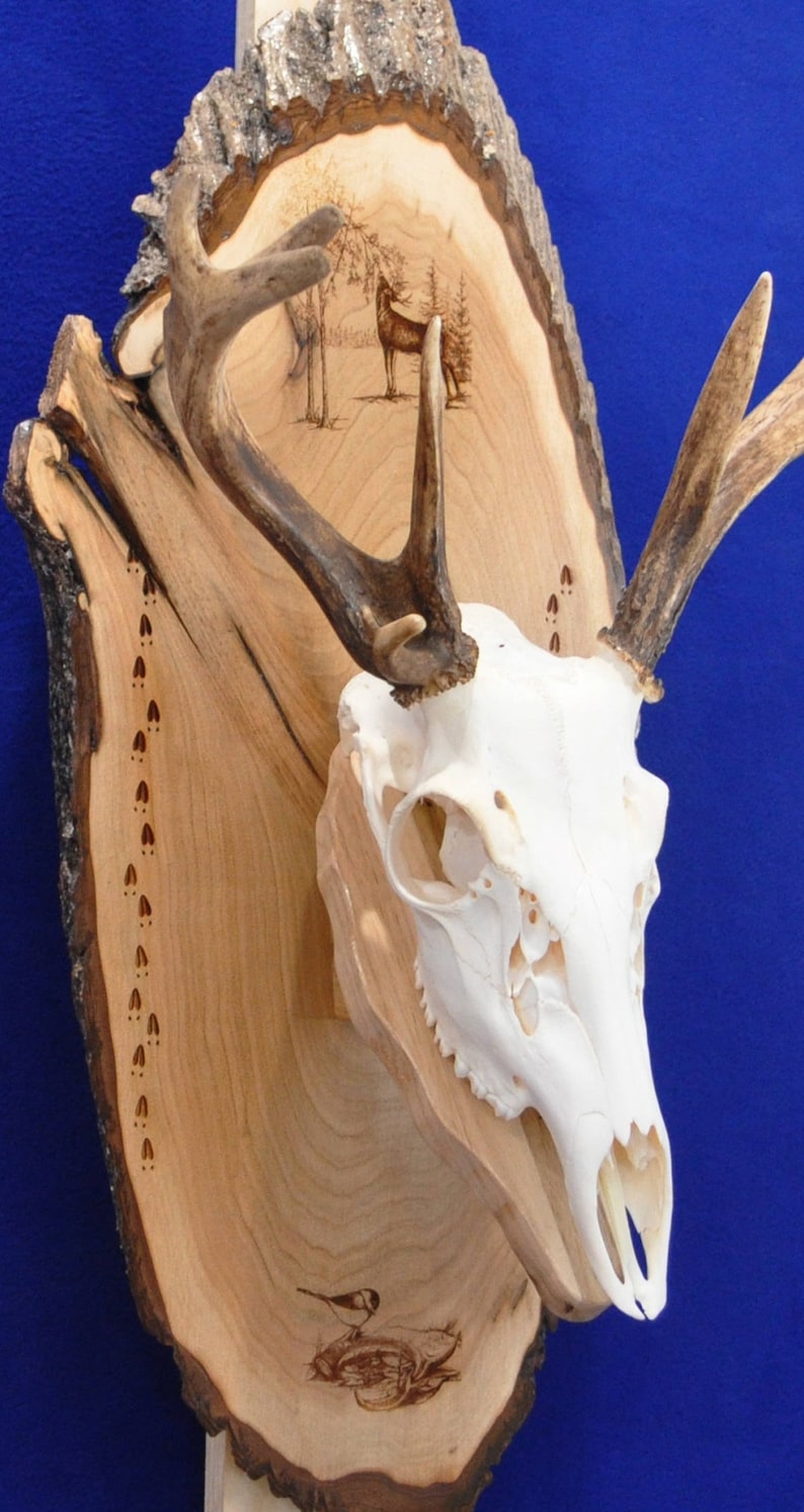 European Mount Board Deer Mount Board European Mount Etsy