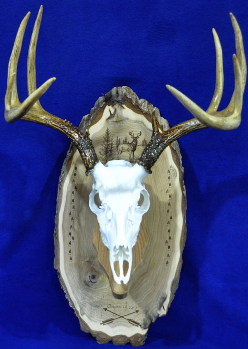 Deer Hunting Mount Hunting Gift Deer Hunting Deer Skull Gift For Hunter Antler Mount Antler Plaque Husband Gift Hunting image 1