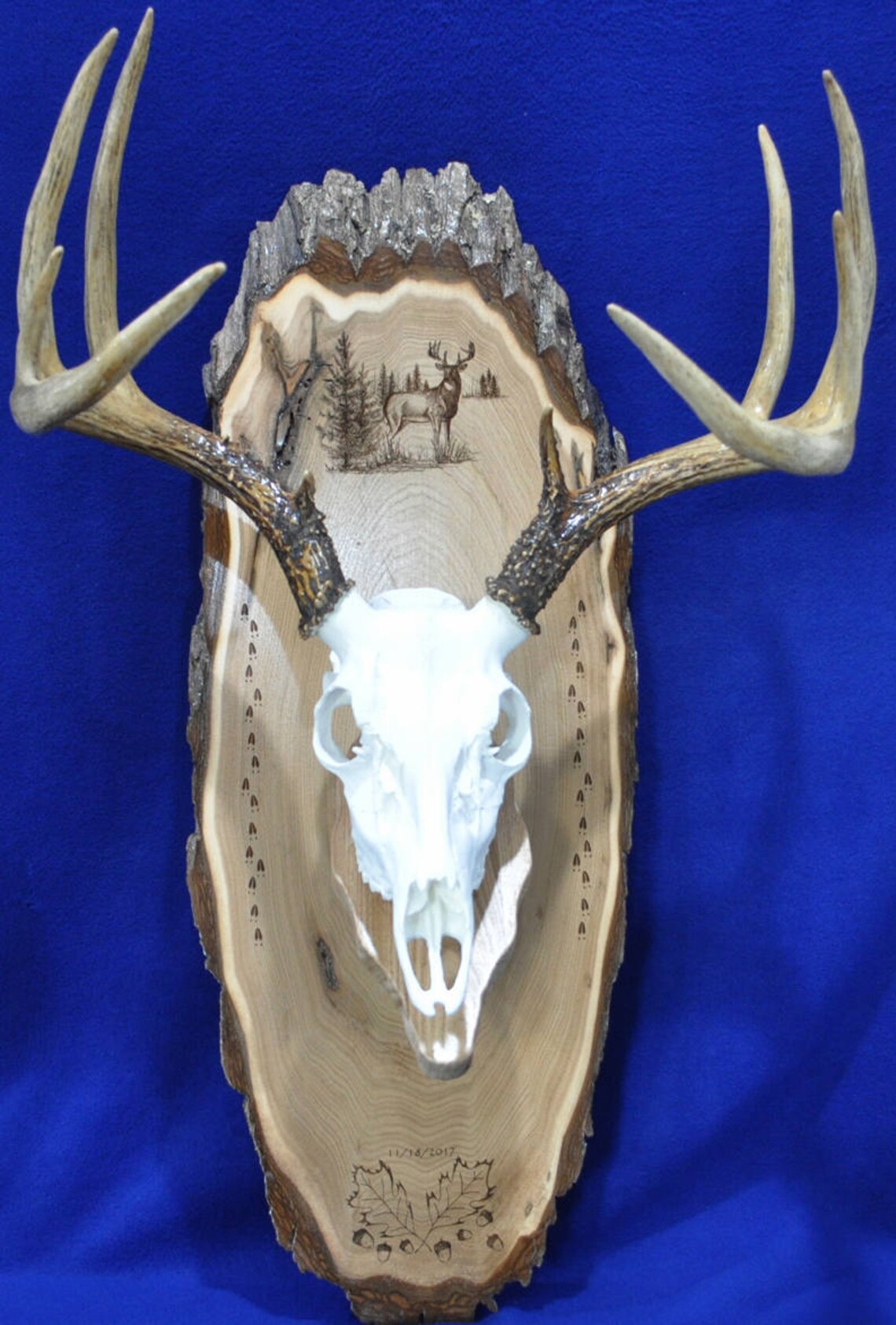 Deer Mount Board European Mount Deer Hunting Deer Skull Etsy