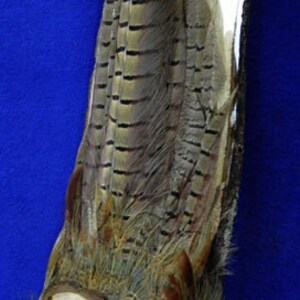 Peut inclure: Une plaque en bois avec un motif de plumes de faisan. La plaque est en bois brun clair avec une &eacute;corce brun fonc&eacute;. Un faisan est sculpt&eacute; dans le bois au centre de la plaque.