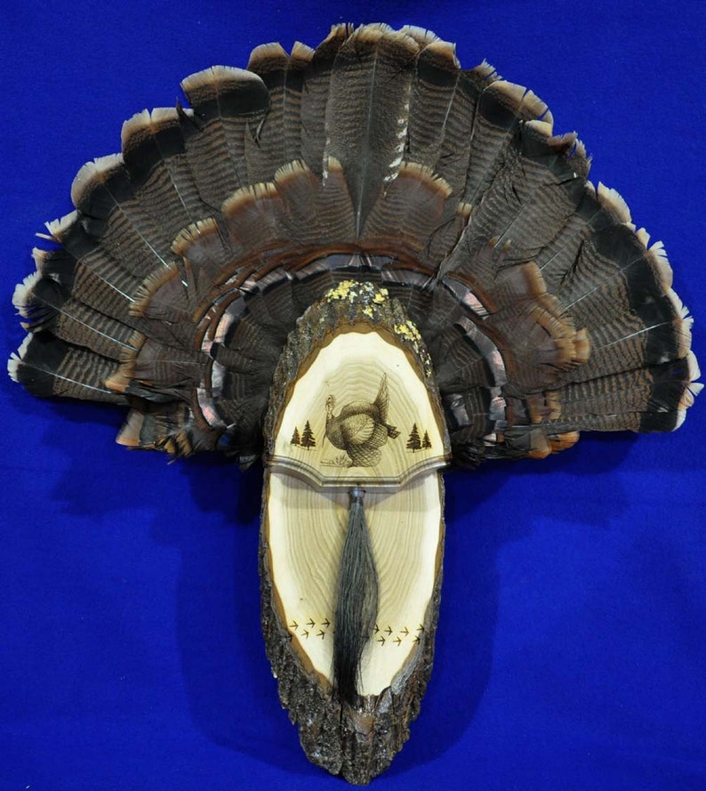 Turkey Hunting / Turkey Fan Mount / Turkey Fan Plaque / Turkey Hunting Gift / Turkey Fan Display / First Turkey / Hunting / Turkey Hunt / image 1