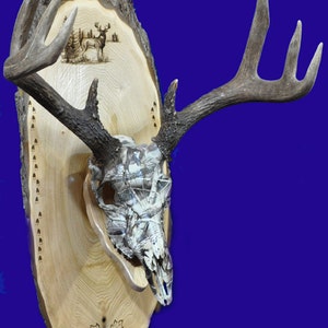 Hunting Gift European Mount Deer Hunting Deer Skull Mount Gift For Hunter Antler Mount Antler Plaque Husband Gift Deer Hunt image 3