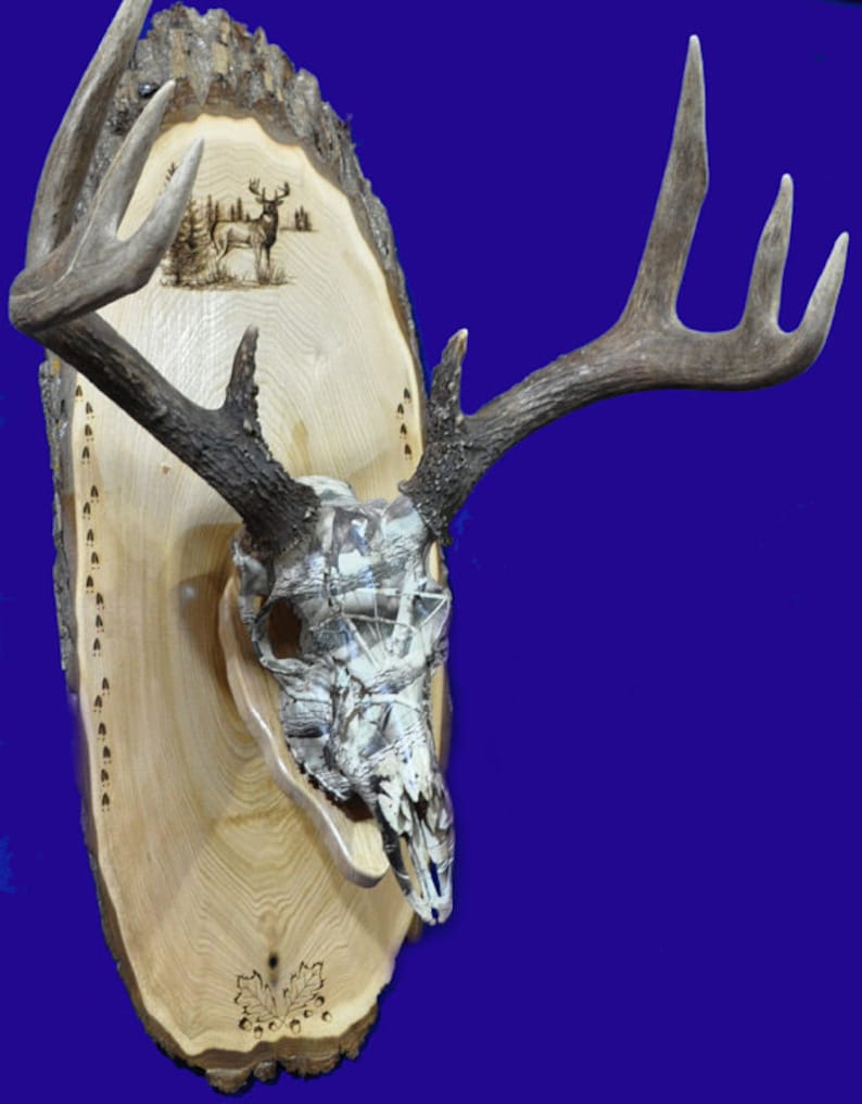 Hunting Gift European Mount Deer Hunting Deer Skull Mount Gift For Hunter Antler Mount Antler Plaque Husband Gift Deer Hunt image 3