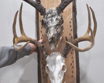May include: A wooden plaque featuring two deer skulls with attached antlers. The top skull has a camouflage pattern, while the bottom is white. The plaque includes an engraved image and text.