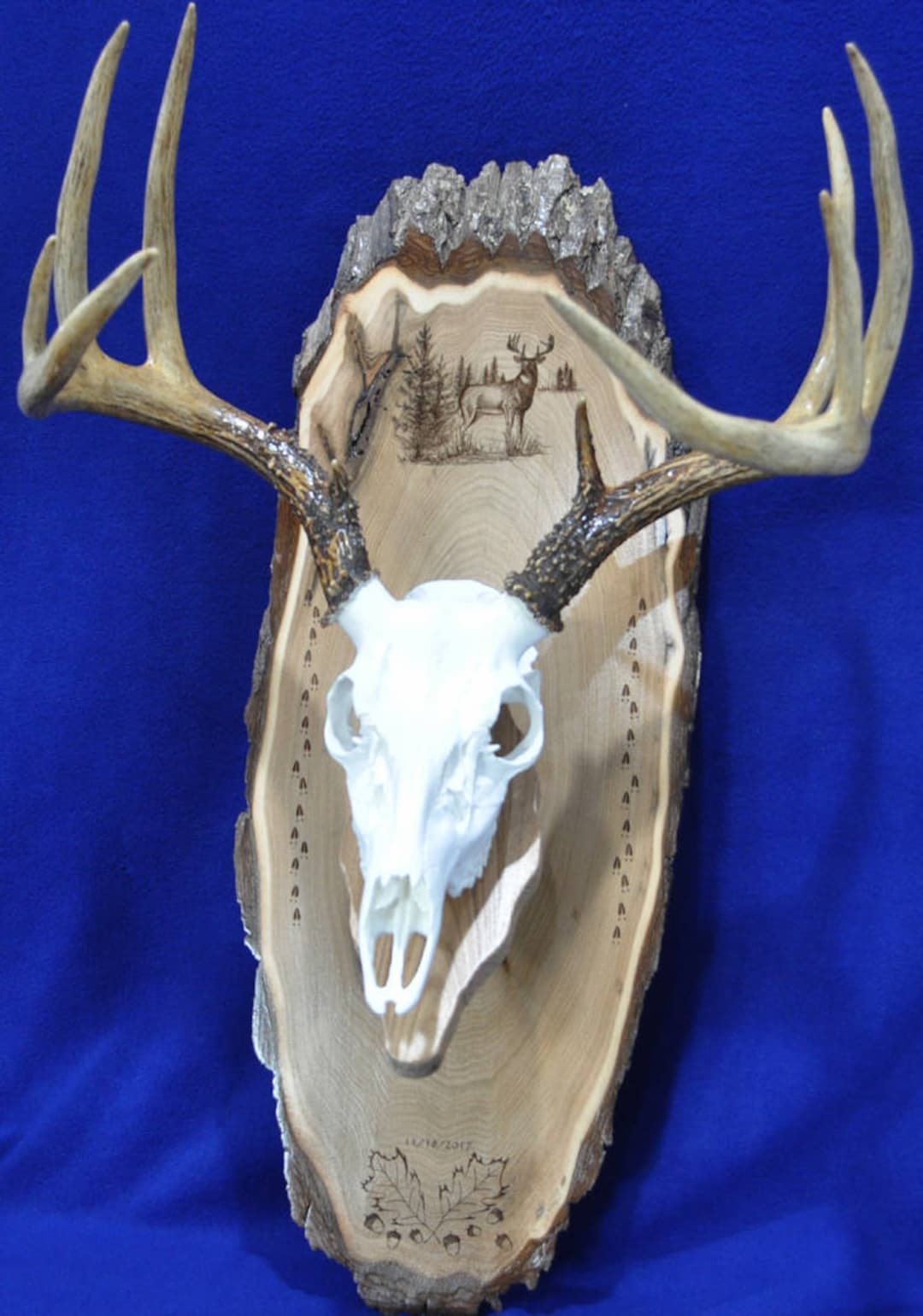 Deer Mount Board European Mount Deer Hunting Deer Skull Mount Gift for