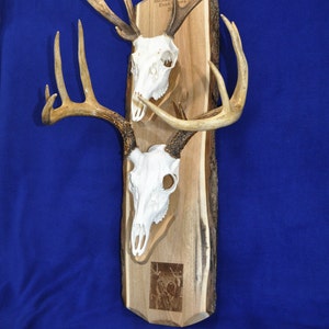 Deer Mount Plaque ~ European Mount Plaque ~ Deer Skull Mount ~ Gift For Hunter ~ Antler Mount ~ Antler Plaque ~ Antler Mount With Photo ~