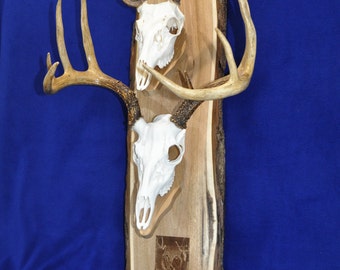 Deer Mount Plaque ~ European Mount Plaque ~ Deer Skull Mount ~ Gift For Hunter ~ Antler Mount ~ Antler Plaque ~ Antler Mount With Photo ~
