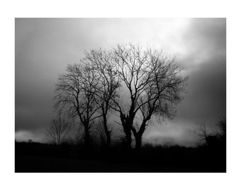 Irish Landscape Photography, Tree Photography, Tree Print, Black and White Photography, Fine Art Photography, Ireland Art, Home Wall Decor