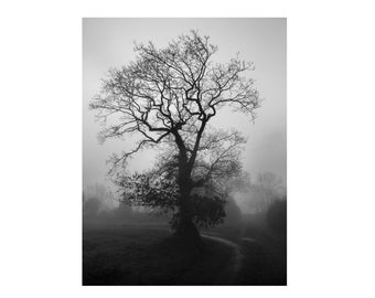 Tree Photo, Tree Photography Prints, Tree Wall Art, Black And White Photography, Nature Photography Black And White, Irish Landscape Prints
