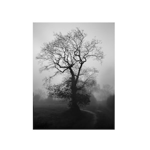 Tree Photo, Tree Photography Prints, Tree Wall Art, Black And White Photography, Nature Photography Black And White, Irish Landscape Prints