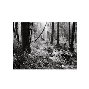 Black And White Forest Print, Black And White Photography, Photography Prints Nature, Nature Wall Art Forest, Forest Wall Art Print, Ireland