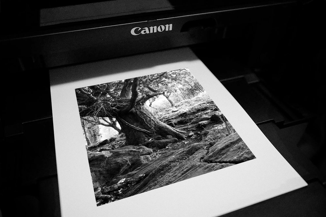 Black and White Irish Art, Nature Photography, Shabby Tree, Ireland Photography Print, Irish