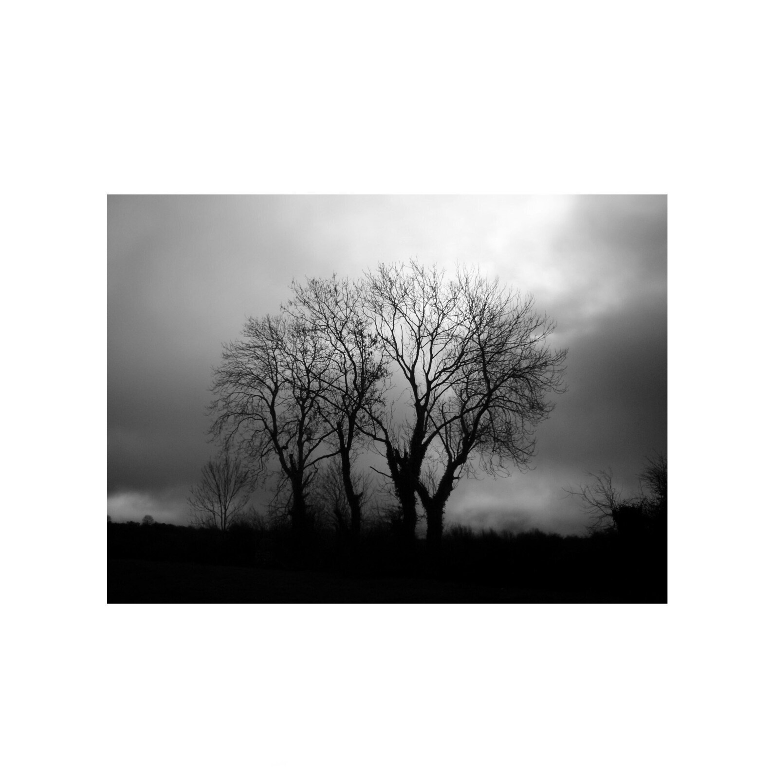 Black and White Irish Art, Nature Photography, Shabby Tree, Ireland Photography Print, Irish