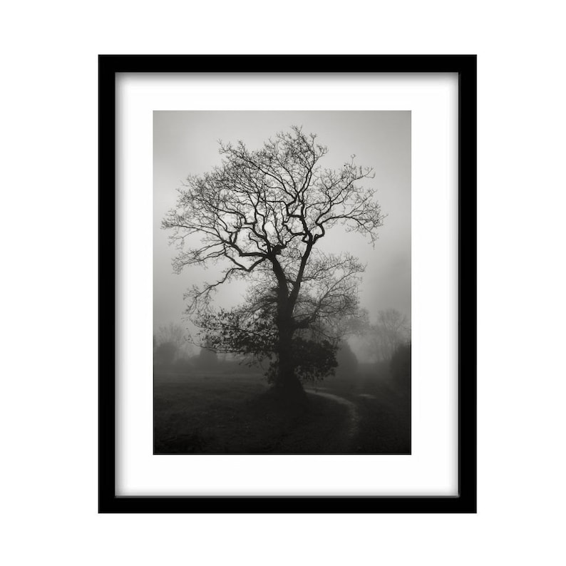 Irish Landscape Tree Photography Prints Nature Wall Art Etsy