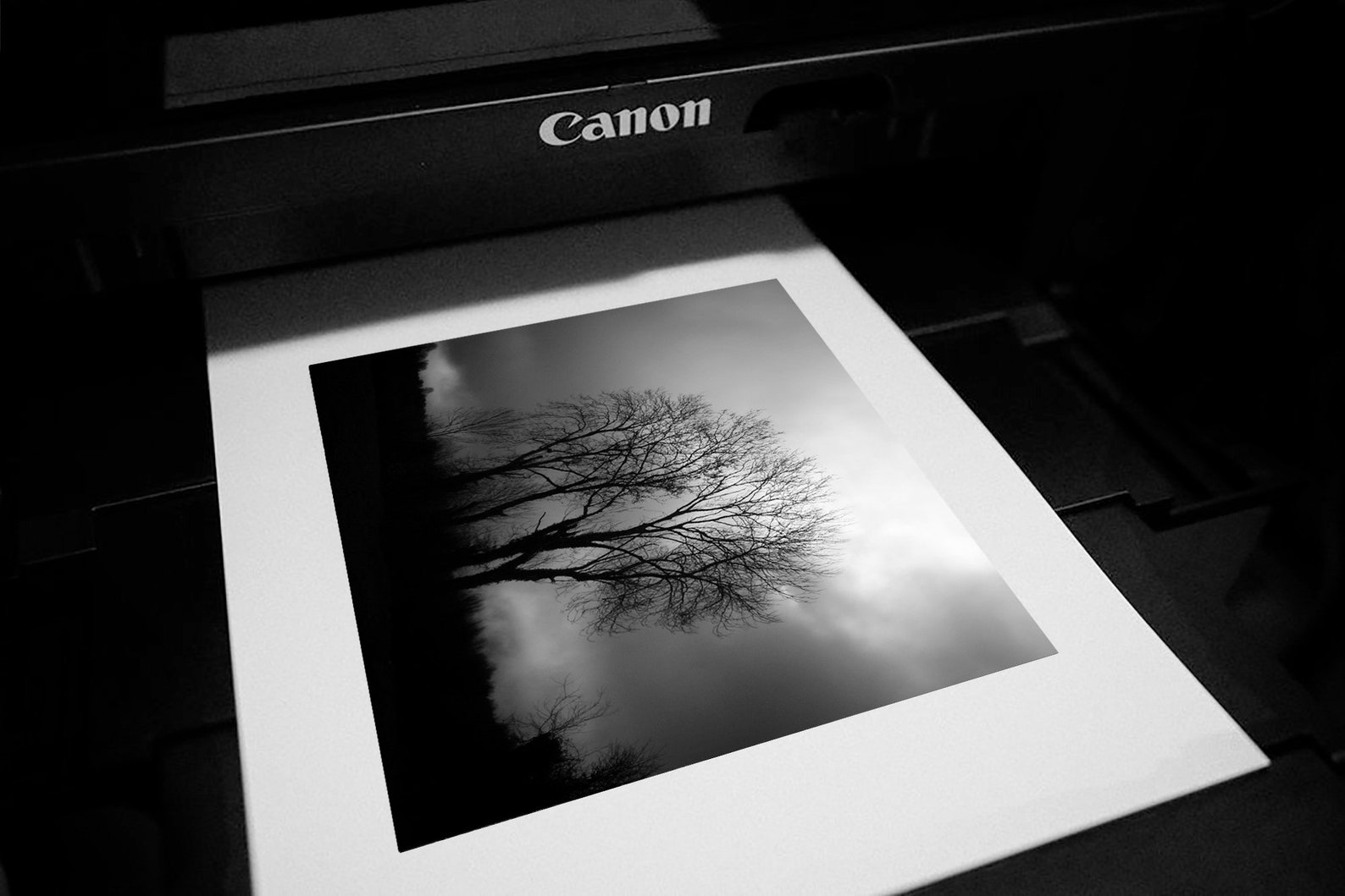 Black and White Irish Art, Nature Photography, Shabby Tree, Ireland Photography Print, Irish