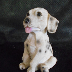 Sitting Dalmatian Puppy