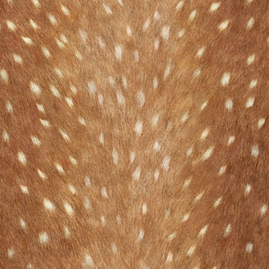 May include: Close-up of a brown deer hide with white spots. The fur is soft and the spots are evenly distributed.