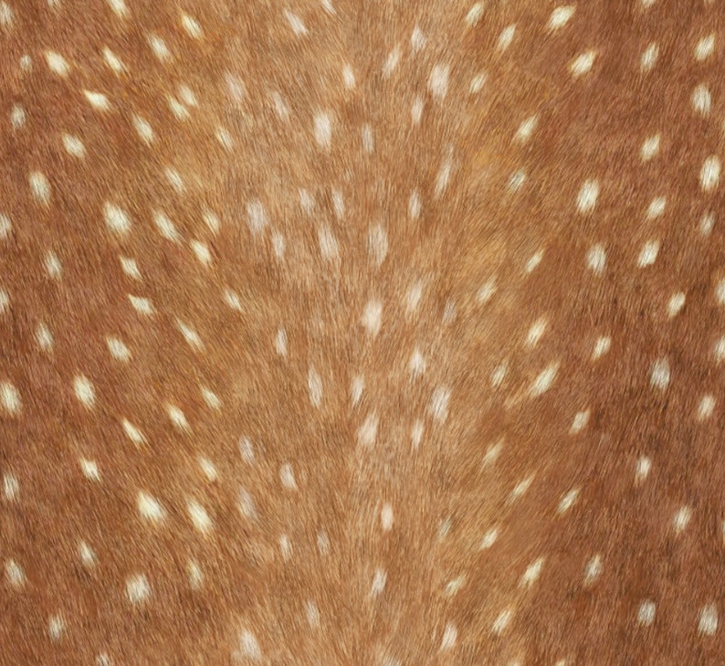 May include: Close-up of a brown deer hide with white spots. The fur is soft and the spots are evenly distributed.